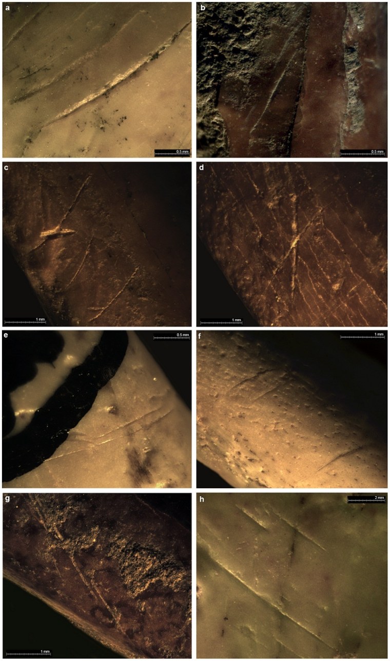 Image: Examples of cut-marks on bird bones